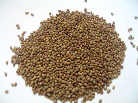 Brown Beans