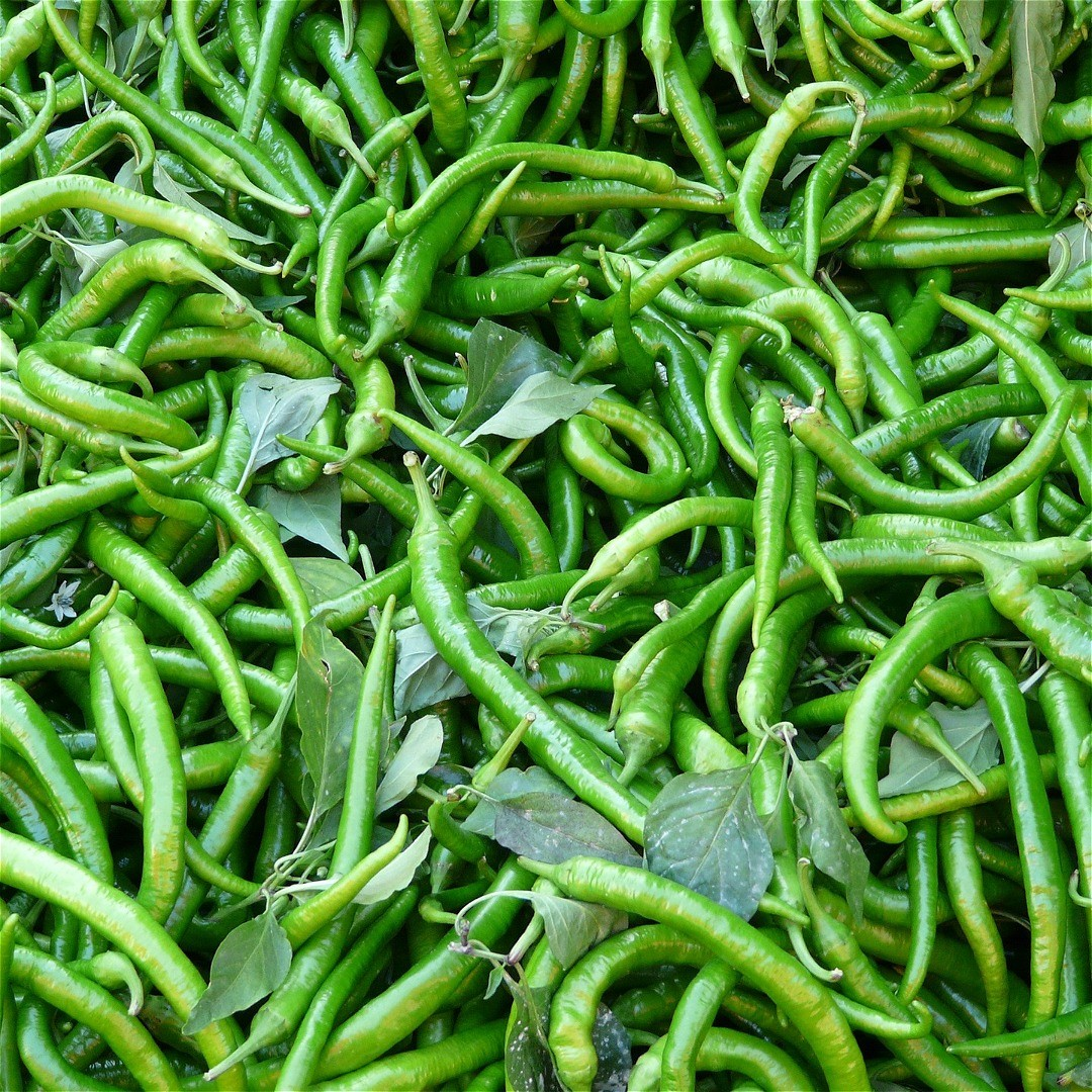 Fresh Green Chillies Hari mirch/Pachi