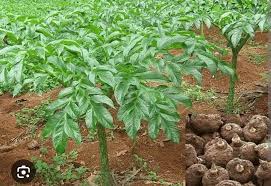 Fresh Elephant Yam