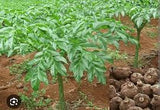 Fresh Elephant Yam