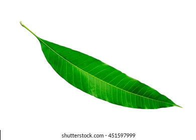 ताज्या आंब्याची पाने (भारतीय)