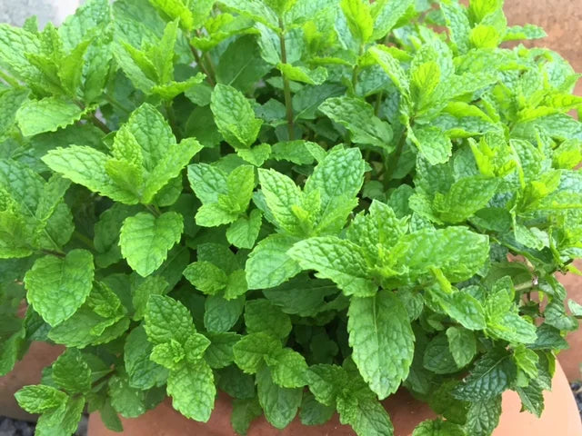 Fresh Mint Leaves (Indian)