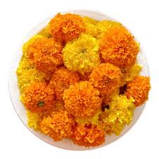 தாழம்பூ (இந்தியன்)