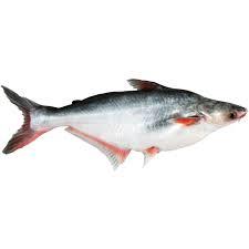 Frozen Fish Pangas Cut