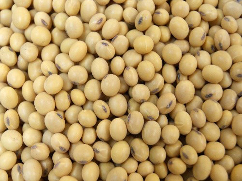 Soya Beans Whole