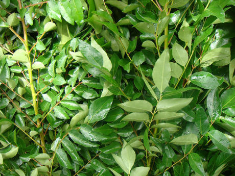 Fresh Curry Leaf